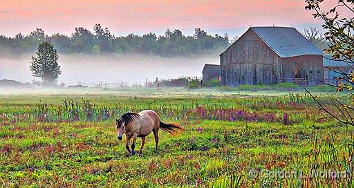 Equine Pal In Misty Sunrise_45662.jpg - Photographed near Jasper, Ontario, Canada.
